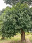 12 Acres Farm Land with Countryside Home for Sale - 4