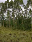 12 Acres Farm Land with Countryside Home for Sale - 5