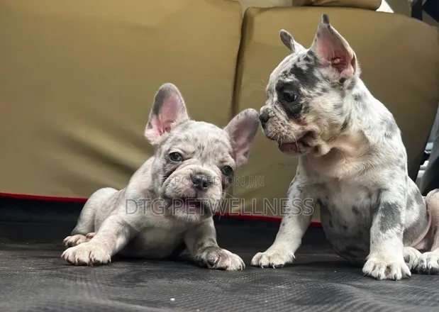Purebred French Bulldog Puppy (1-3 Months) - 1