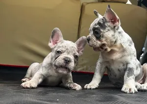 Purebred French Bulldog Puppy (1-3 Months)