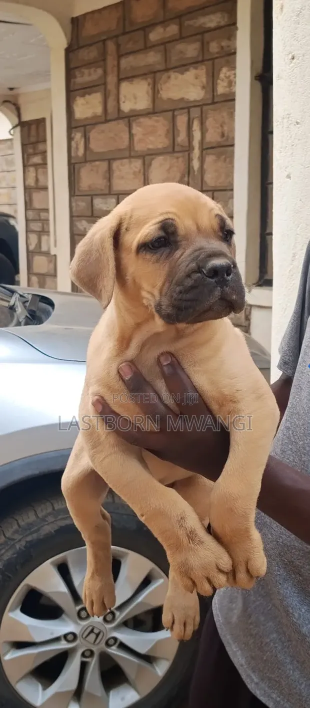 Purebred Boerboel Puppy - 1-3 Months Male - 1