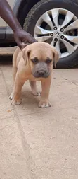 Purebred Boerboel Puppy - 1-3 Months Male - 2