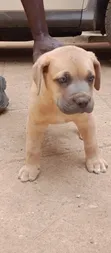 Purebred Boerboel Puppy - 1-3 Months Male - 3