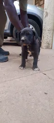 Purebred Boerboel Puppy - 1-3 Months Male - 4