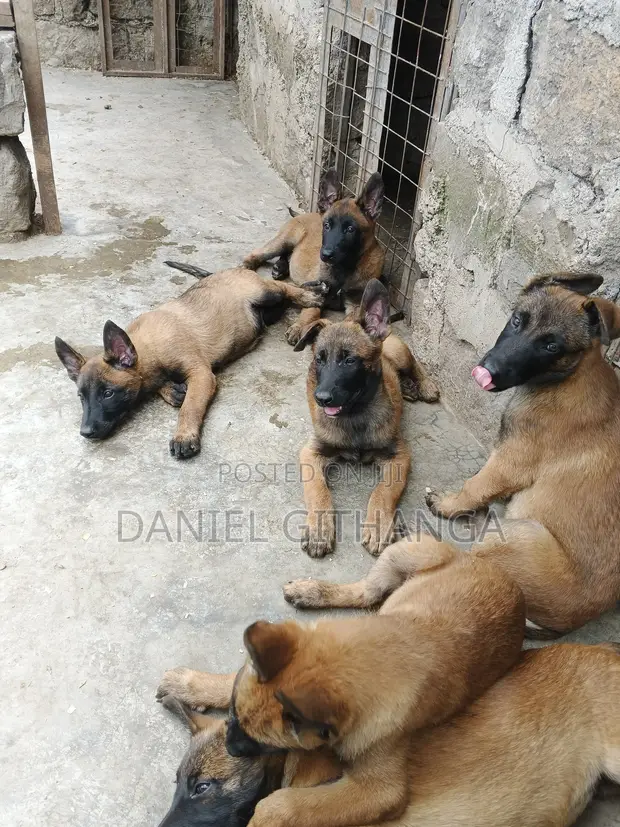 Mbwa Mzazi wa Kiume wa Belgian Malinois (Miezi 1-3) - 1