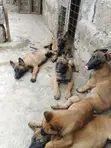 Mbwa Mzazi wa Kiume wa Belgian Malinois (Miezi 1-3) - 1