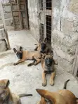 Mbwa Mzazi wa Kiume wa Belgian Malinois (Miezi 1-3) - 2