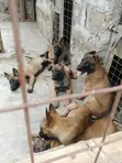 Mbwa Mzazi wa Kiume wa Belgian Malinois (Miezi 1-3) - 3