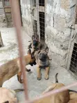 Mbwa Mzazi wa Kiume wa Belgian Malinois (Miezi 1-3) - 4