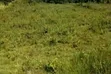 Kerarapon Ngong 10 Acres for Town Houses, Villa, School, Hotel - 2