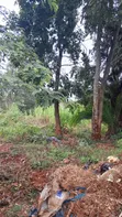 Muthithi Gardens - 1/2 Acre Residential Land, Kiambu Road - 4