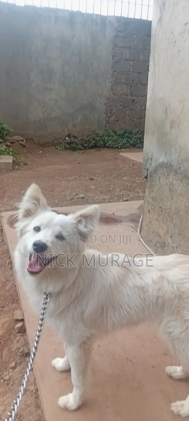 Female Japanese Spitz, 9 Months Old - 1