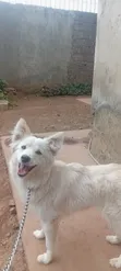 Female Japanese Spitz, 9 Months Old - 1