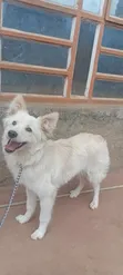Female Japanese Spitz, 9 Months Old - 2