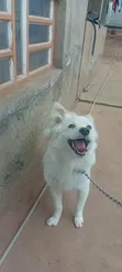 Female Japanese Spitz, 9 Months Old - 3