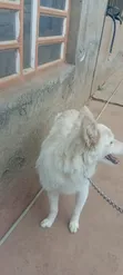 Female Japanese Spitz, 9 Months Old - 4