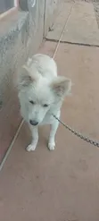 Female Japanese Spitz, 9 Months Old - 5