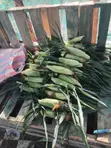 Freshly Picked Sweetcorn - 1