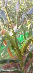 Freshly Picked Sweetcorn - 2