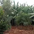 Prime 0.75-Acre Development Land for Lease - Thindigua, Kiambu - 1