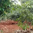 Prime 0.75-Acre Development Land for Lease - Thindigua, Kiambu - 2