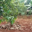 Prime 0.75-Acre Development Land for Lease - Thindigua, Kiambu - 4