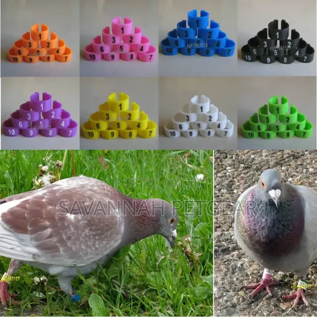 Pigeon Leg Bands/Rings - 100 Pieces - 1
