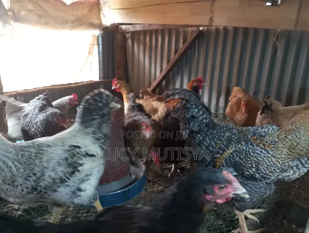 Kienyeji Chicken - 1