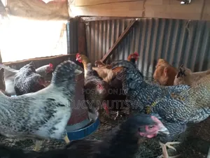 Kienyeji Chicken
