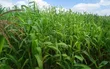 Mugumo Estate Kamiti Road Prime 1/4 Acre Plot - 2