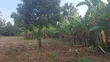Mugumo Estate Kamiti Road Prime 1/4 Acre Plot - 4