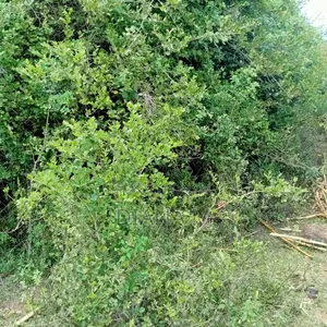 Prime 1-Acre Virgin Land - 200m from Tarmac
