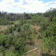 Prime 1-Acre Virgin Land - 200m from Tarmac - 4