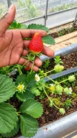 Strawberry Seedlings - 1