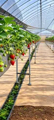 Strawberry Seedlings - 2