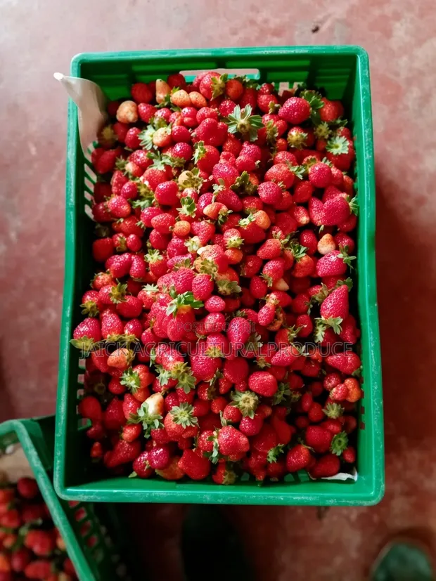 Strawberry Seedlings - 1