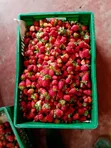 Strawberry Seedlings - 1