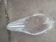 Suzuki Alto 2013 Headlight Lens - 1