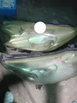 Nissan Note Headlights (Used) - 1