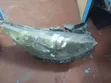Mazda Biante 2010 Xenon Headlight - 1
