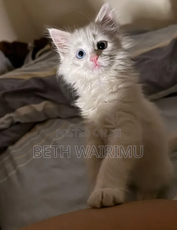 1-3 Month Male Purebred Turkish Angora Kitten - 1