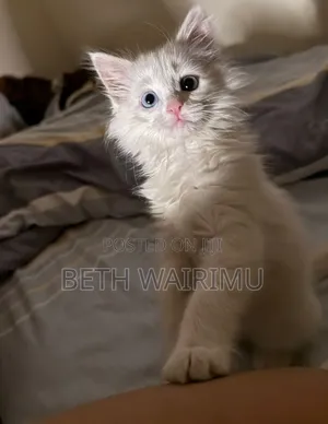 1-3 Month Male Purebred Turkish Angora Kitten