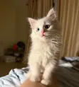 Kitten wa Kiume wa Kituruki Angora Safi, Miezi 1-3 - 2
