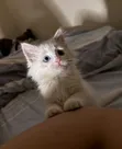 Kitten wa Kiume wa Kituruki Angora Safi, Miezi 1-3 - 3