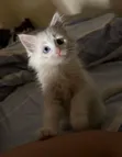Kitten wa Kiume wa Kituruki Angora Safi, Miezi 1-3 - 4
