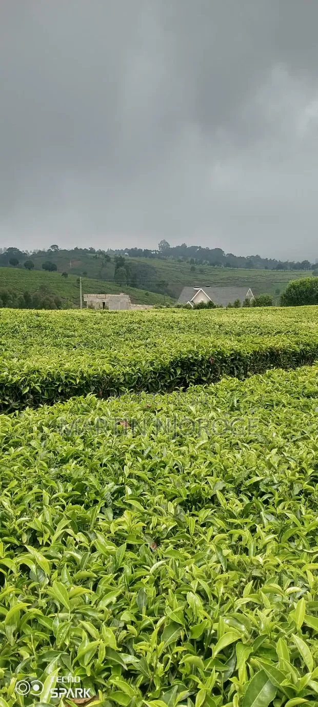 5 Acres Limuru Land with Tea Bushes - 1