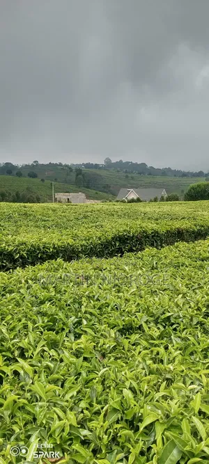 5 Acres Limuru Land with Tea Bushes