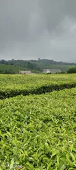 5 Acres Limuru Land with Tea Bushes - 1