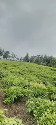 5 Acres Limuru Land with Tea Bushes - 2