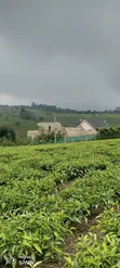 5 Acres Limuru Land with Tea Bushes - 3